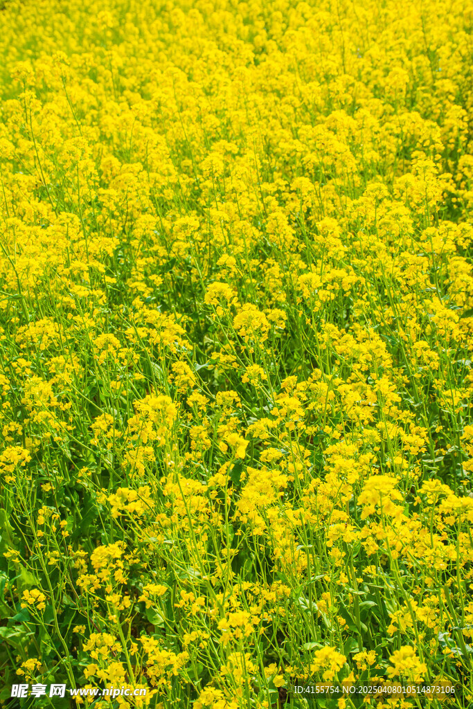 广阔黄色油菜花田