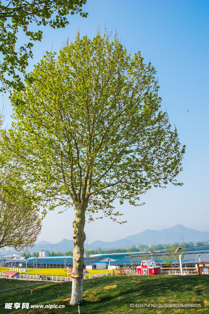高大树木与自然景观