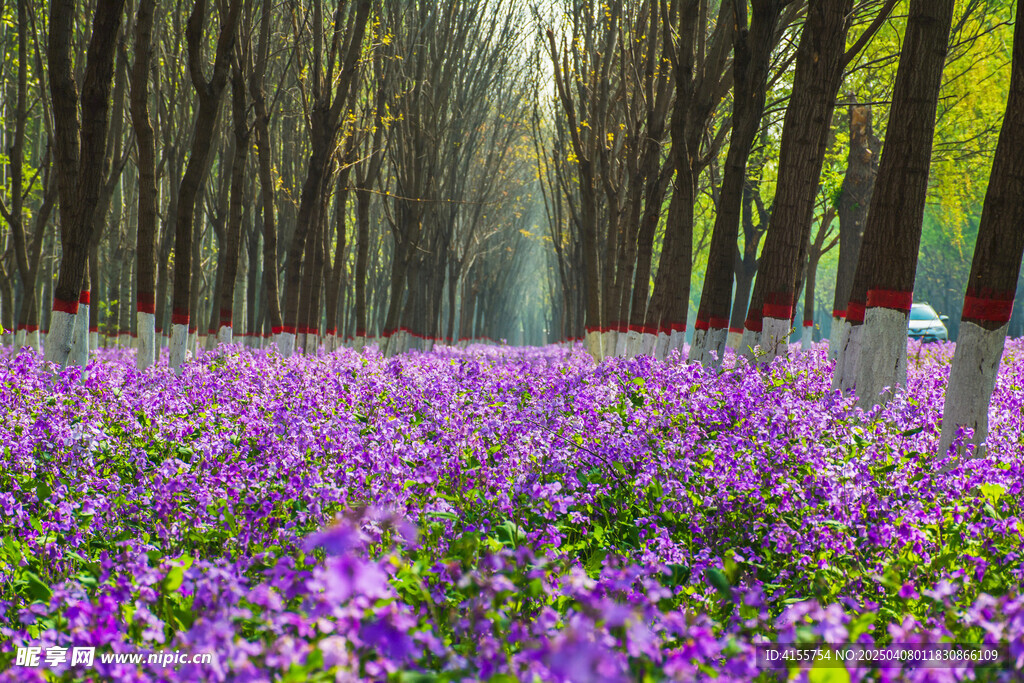 透视紫花林道