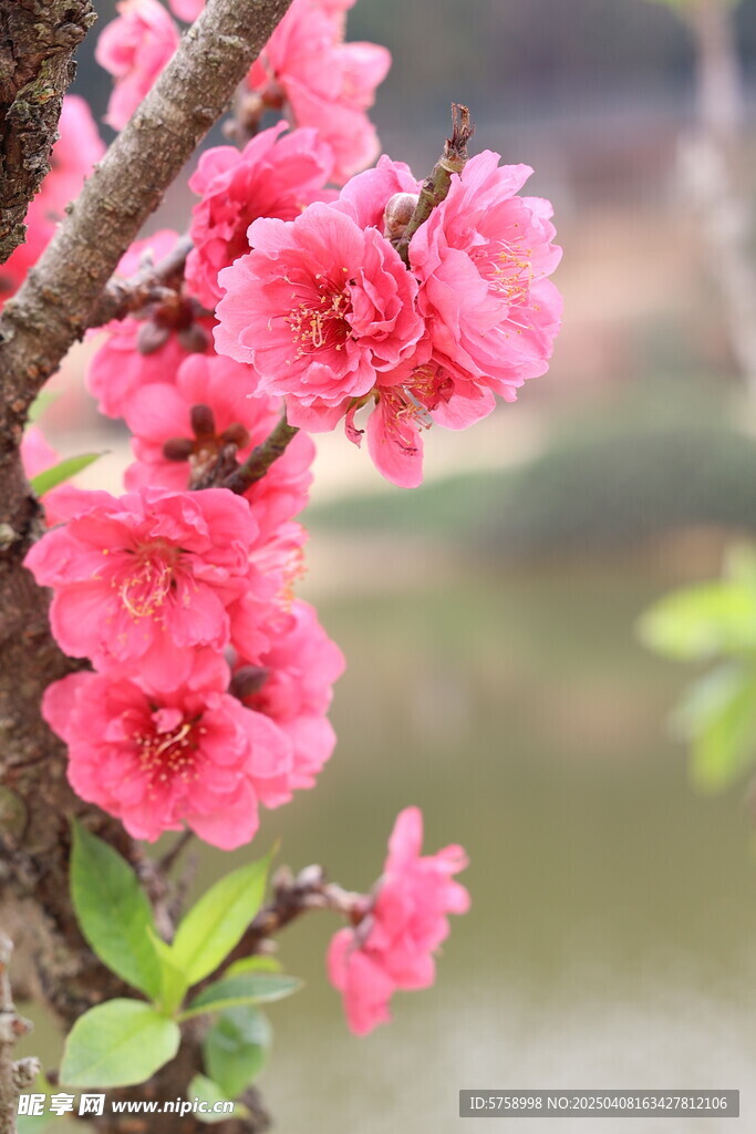 桃花满枝头
