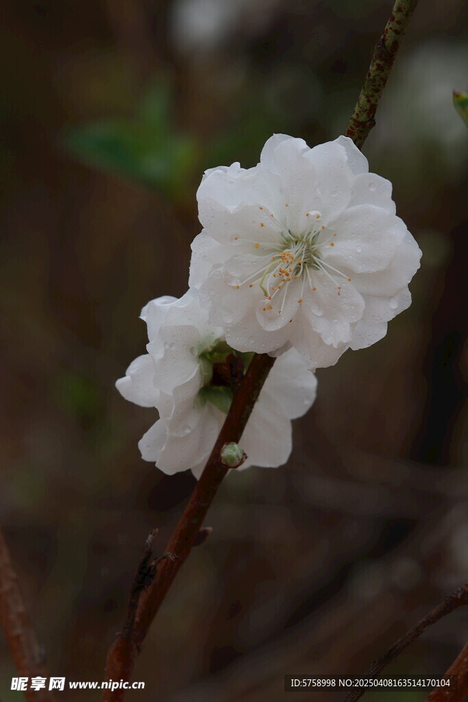 白色桃花盛开