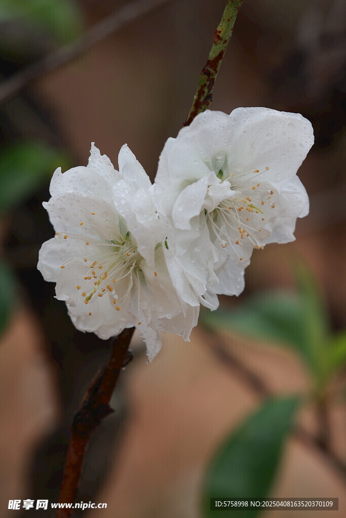 雨后白色桃花