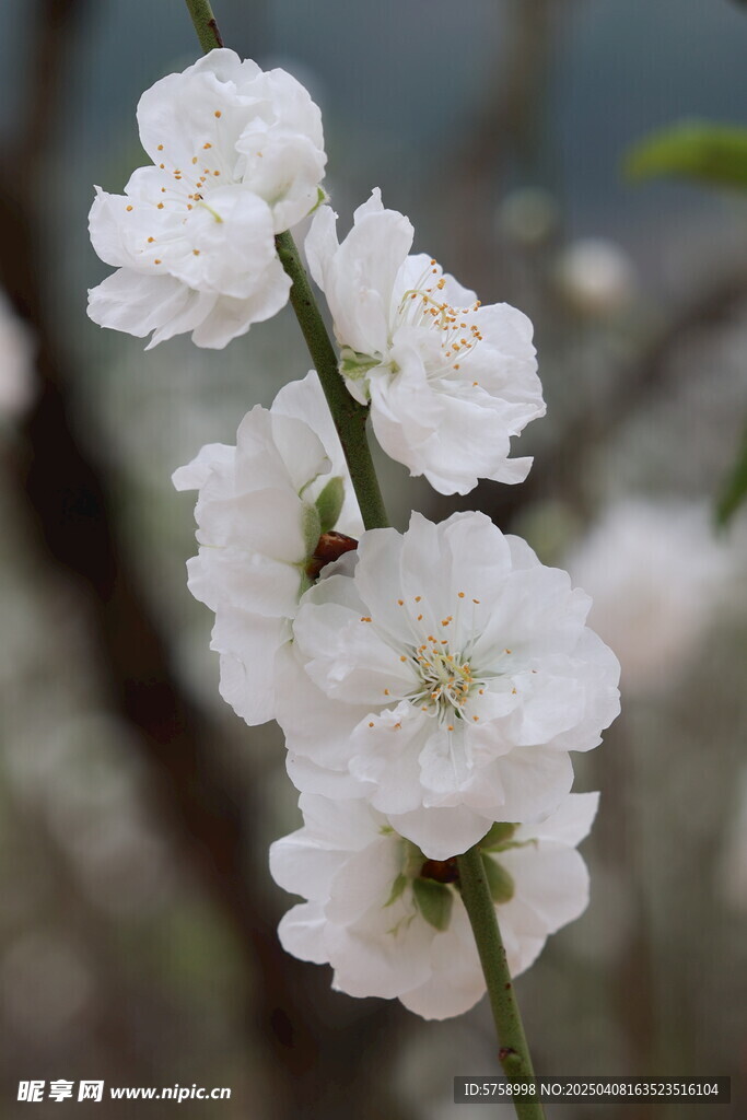 唯美白色桃花