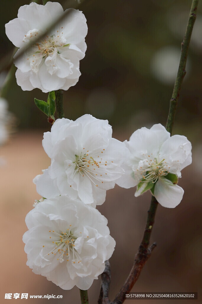 桃花朵朵开