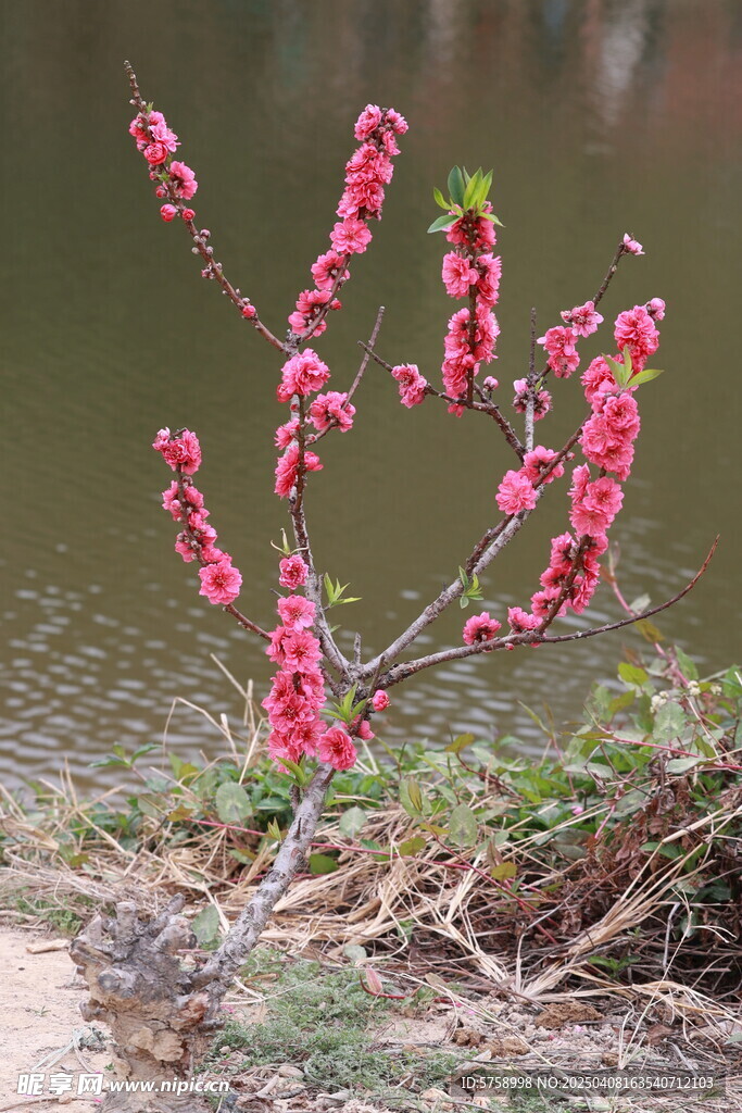 一树桃花