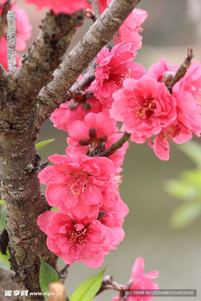  桃花绽放
