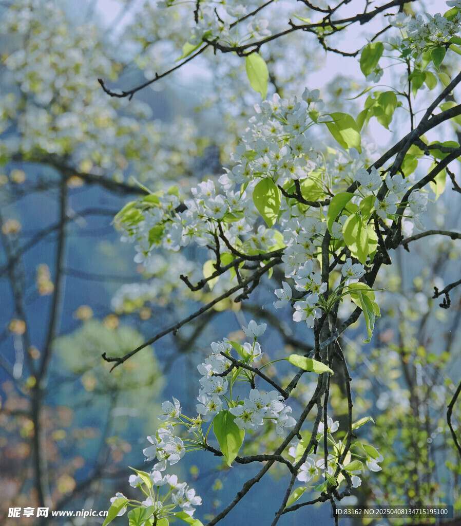 梨花