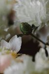 牡丹