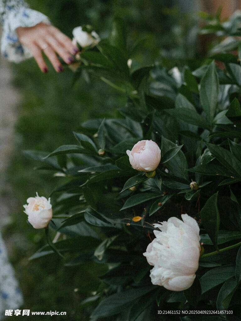 牡丹