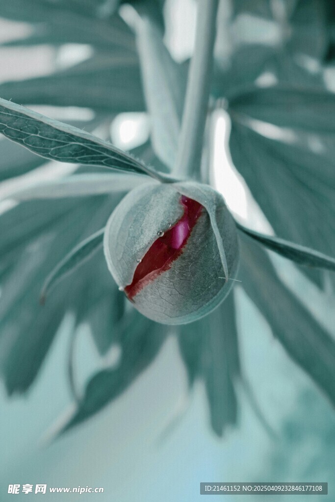 牡丹