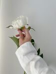 牡丹