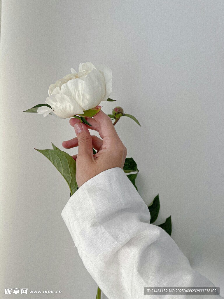 牡丹