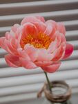 牡丹