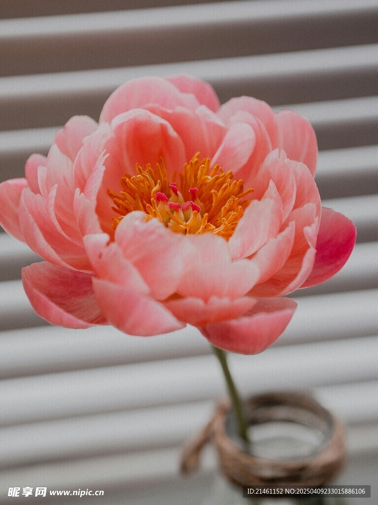 牡丹