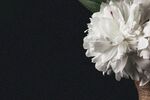 牡丹