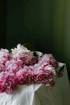 牡丹