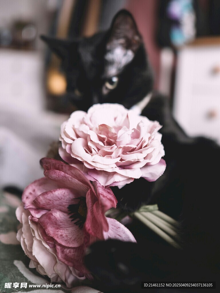 牡丹