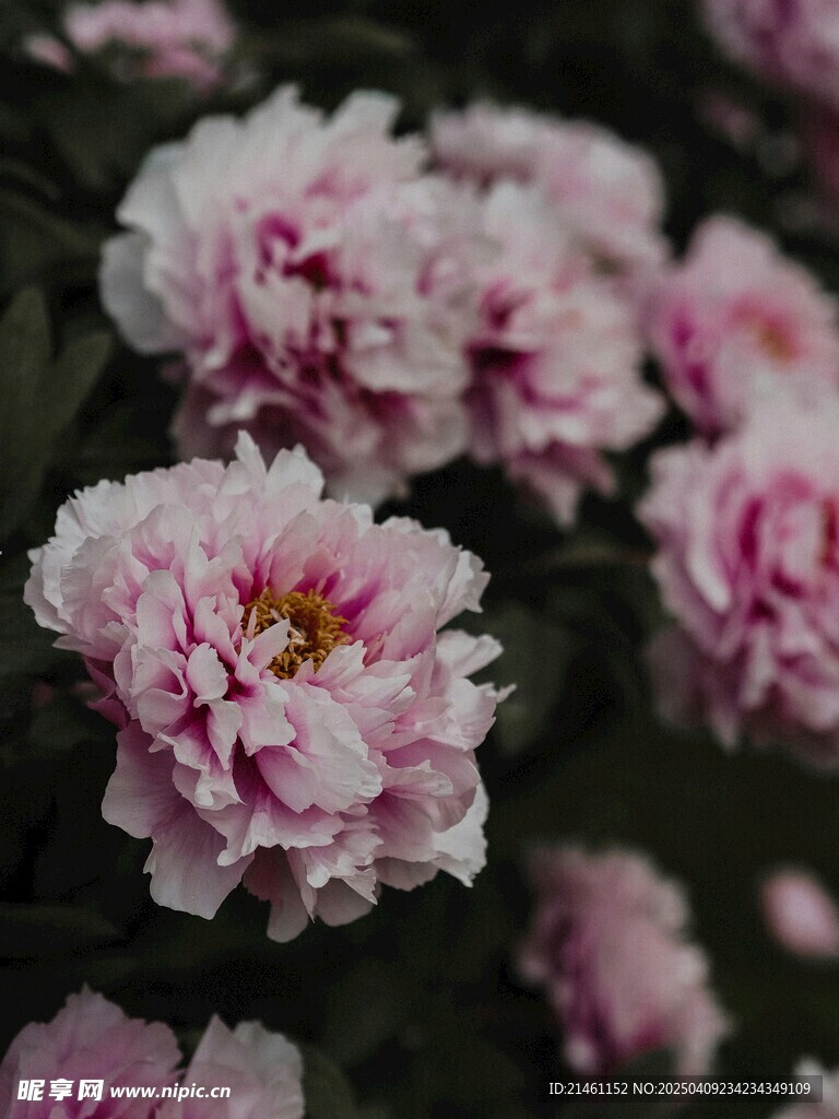 牡丹