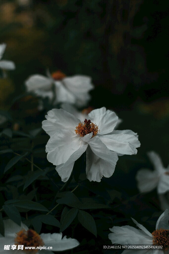 牡丹
