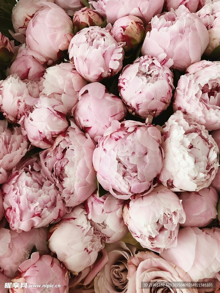 牡丹