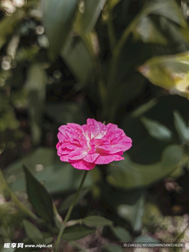 牡丹