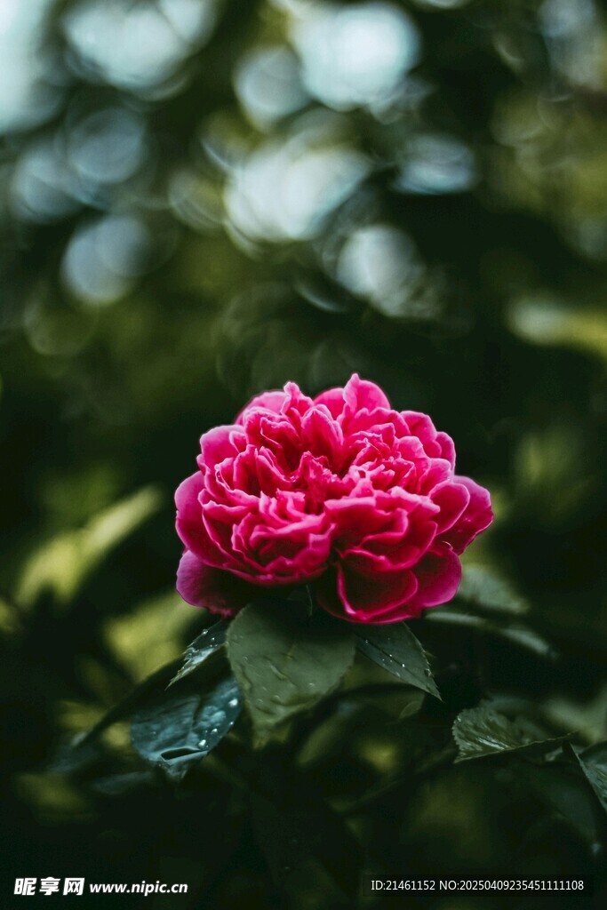 牡丹