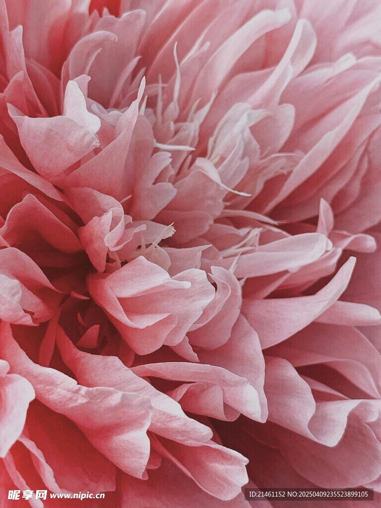 牡丹