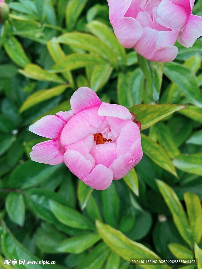 牡丹