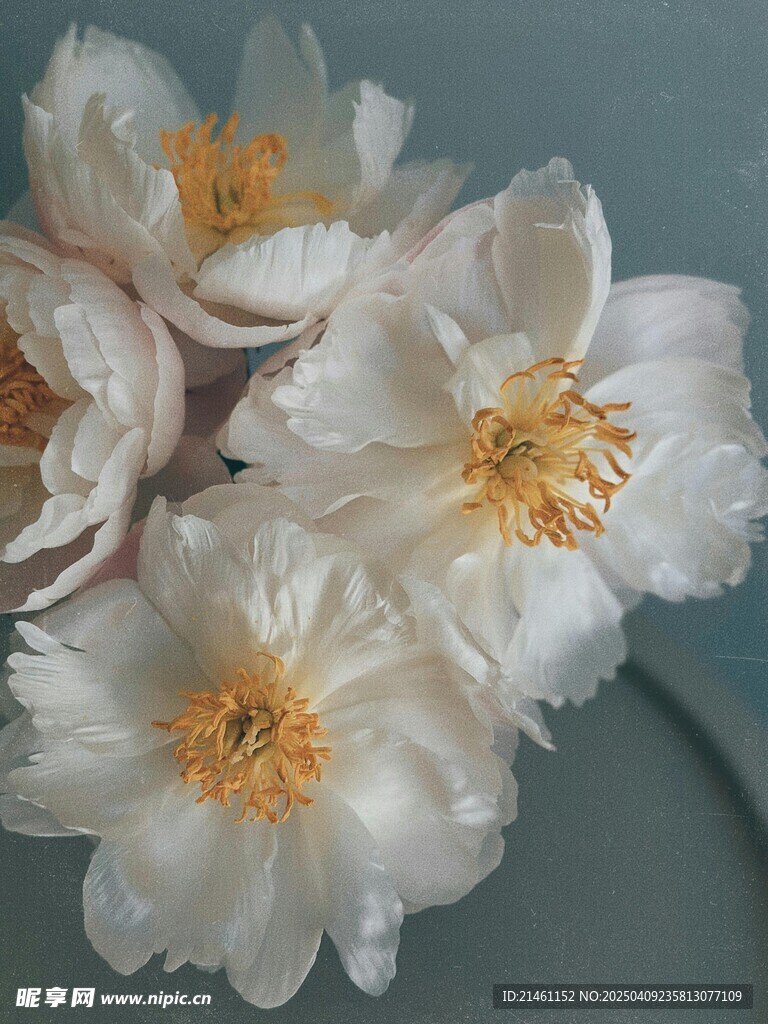 牡丹