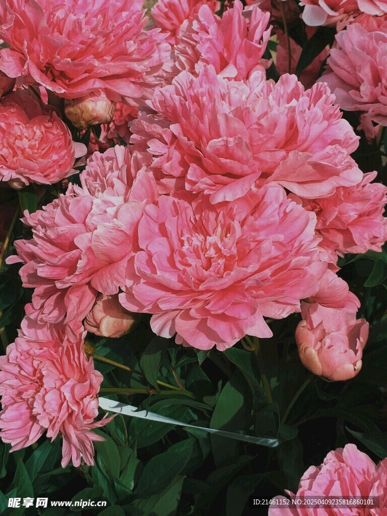 牡丹