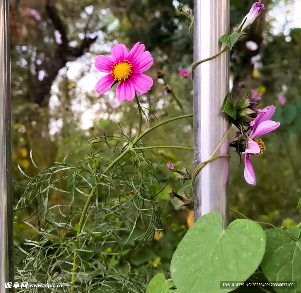 路边的爬藤植物牵牛花