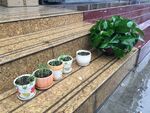 下雨天路边的小花盆