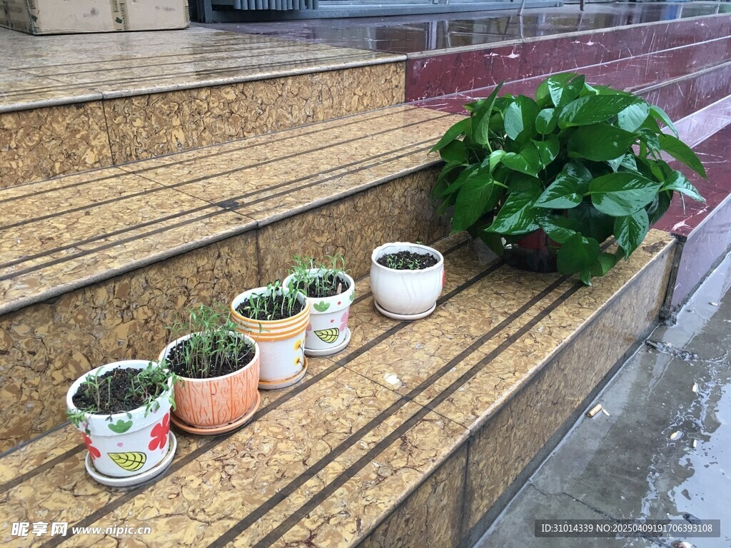 下雨天路边的小花盆
