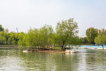 河面绿色小岛