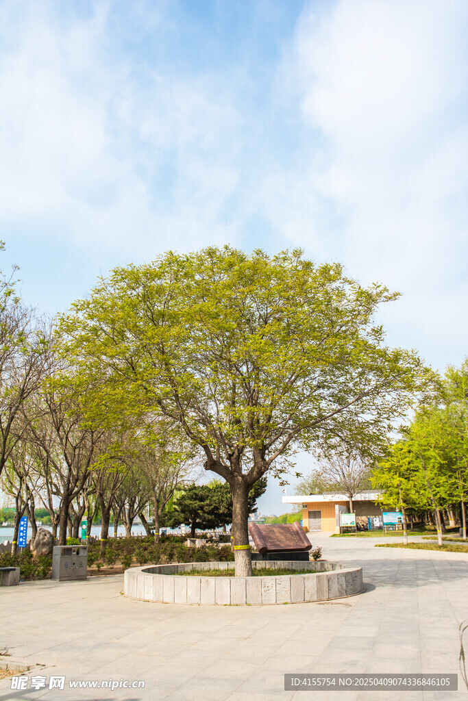 石围栏大树景观