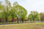 春日公园景观