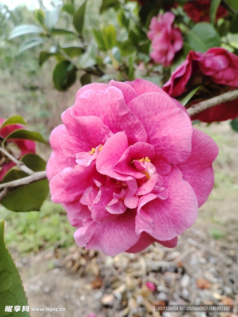 山茶花