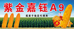 玉米种子