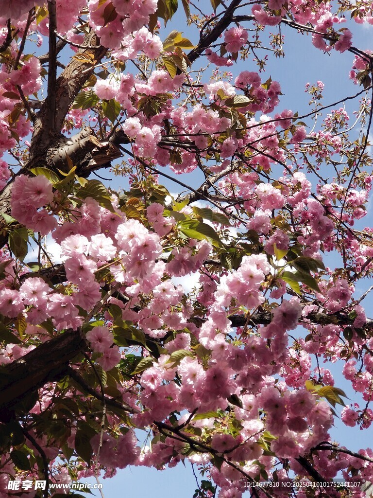 樱花