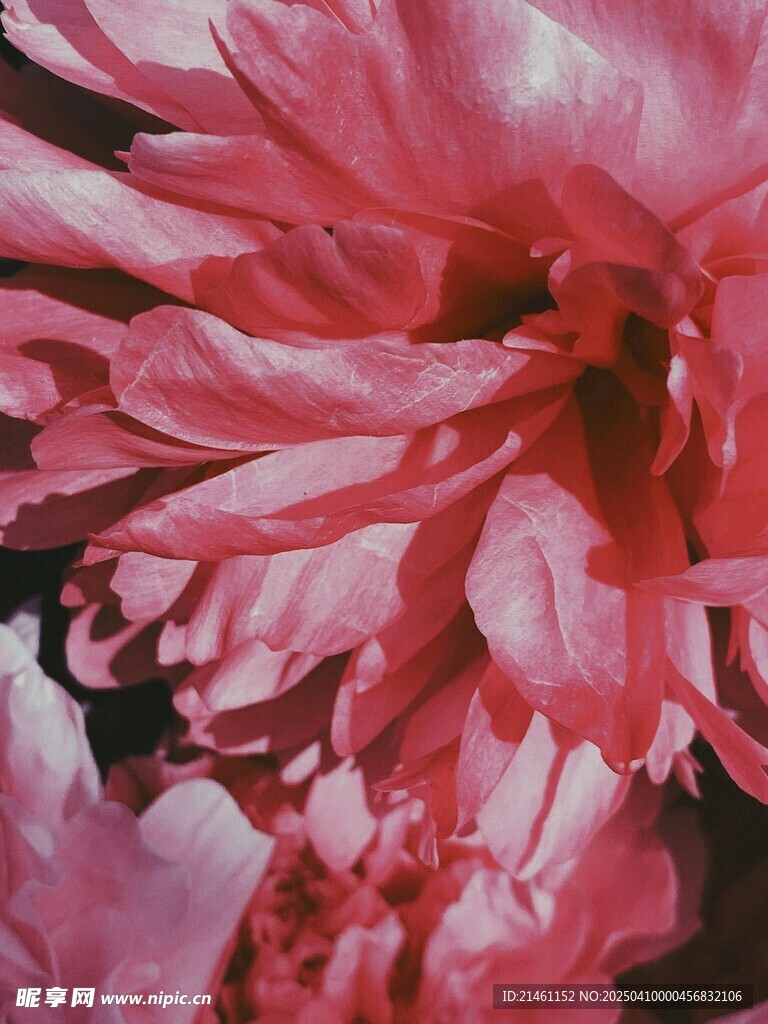 牡丹
