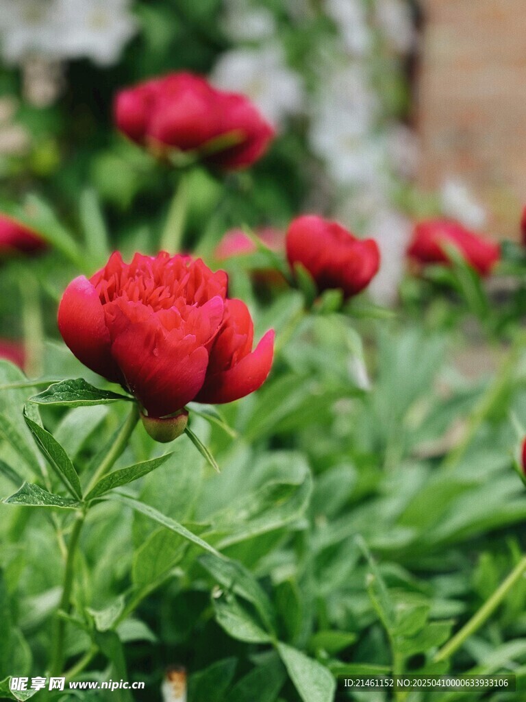 牡丹