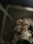 牡丹