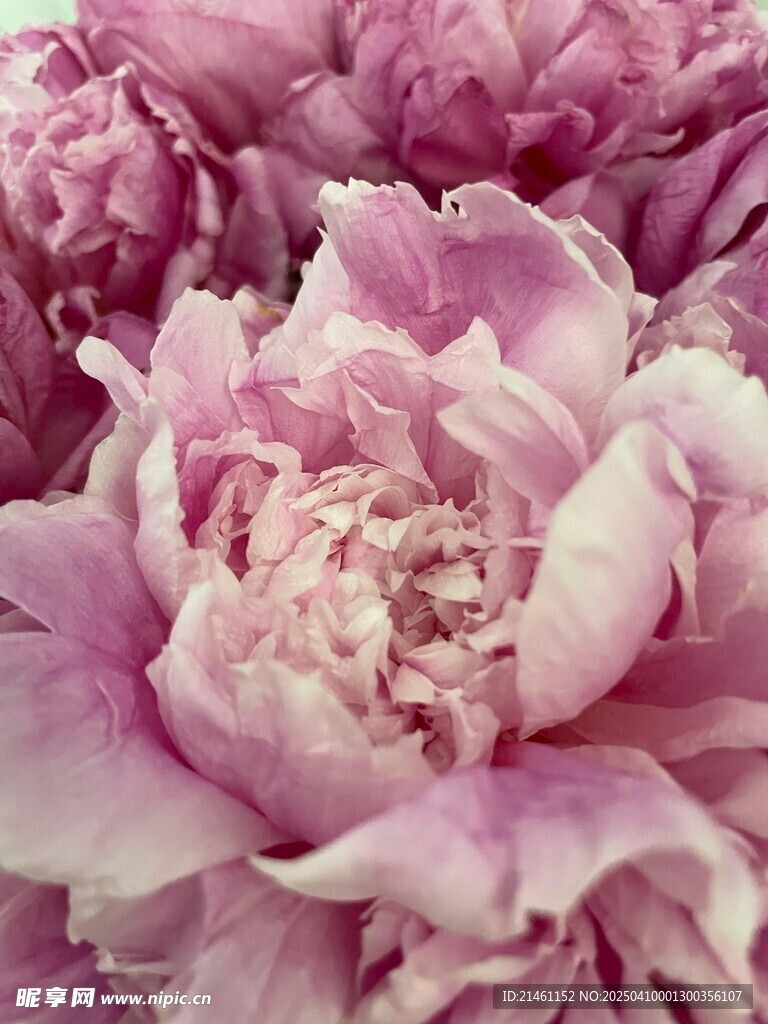 牡丹
