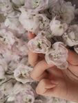 牡丹
