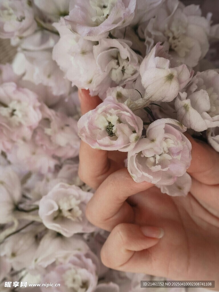 牡丹