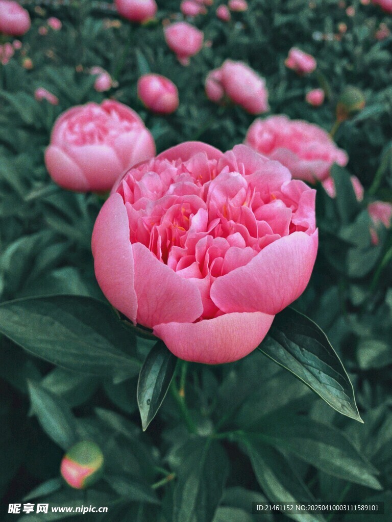 牡丹