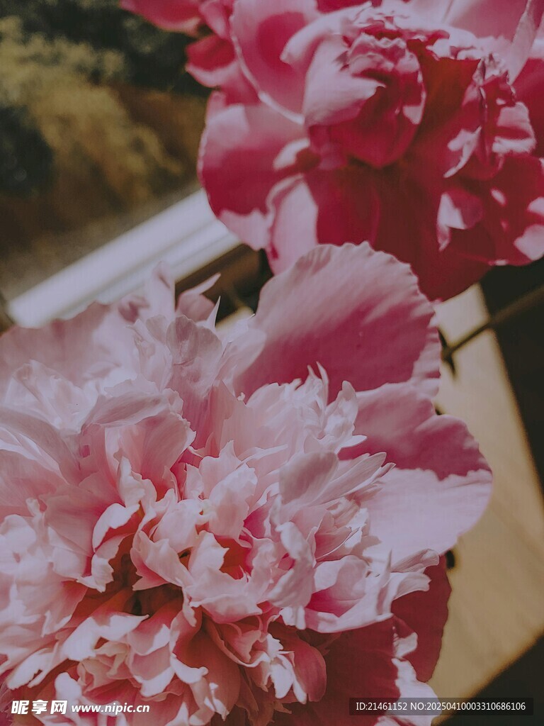 牡丹