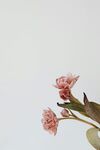 牡丹