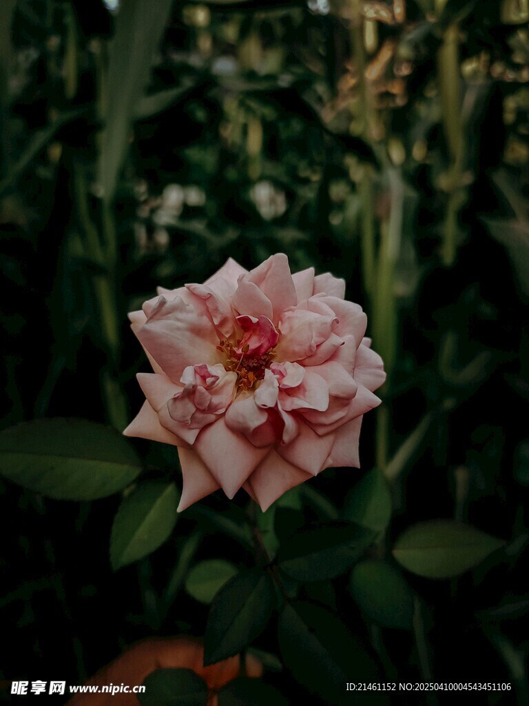 牡丹