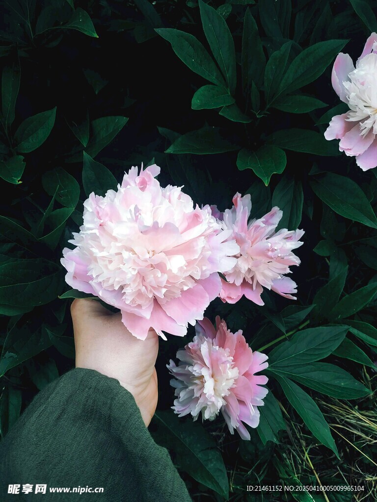 牡丹